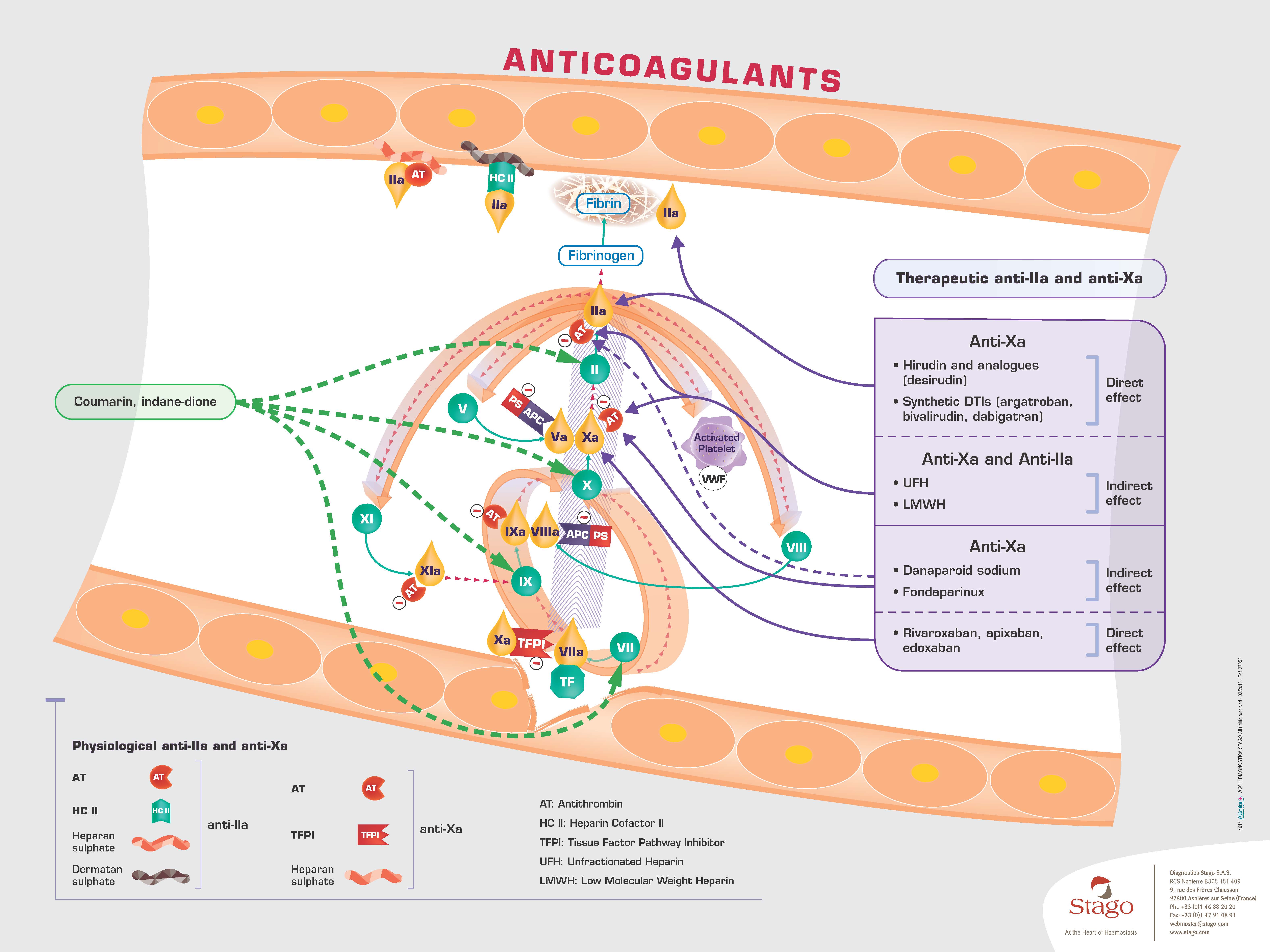Schéma explicatif des anticoagulants