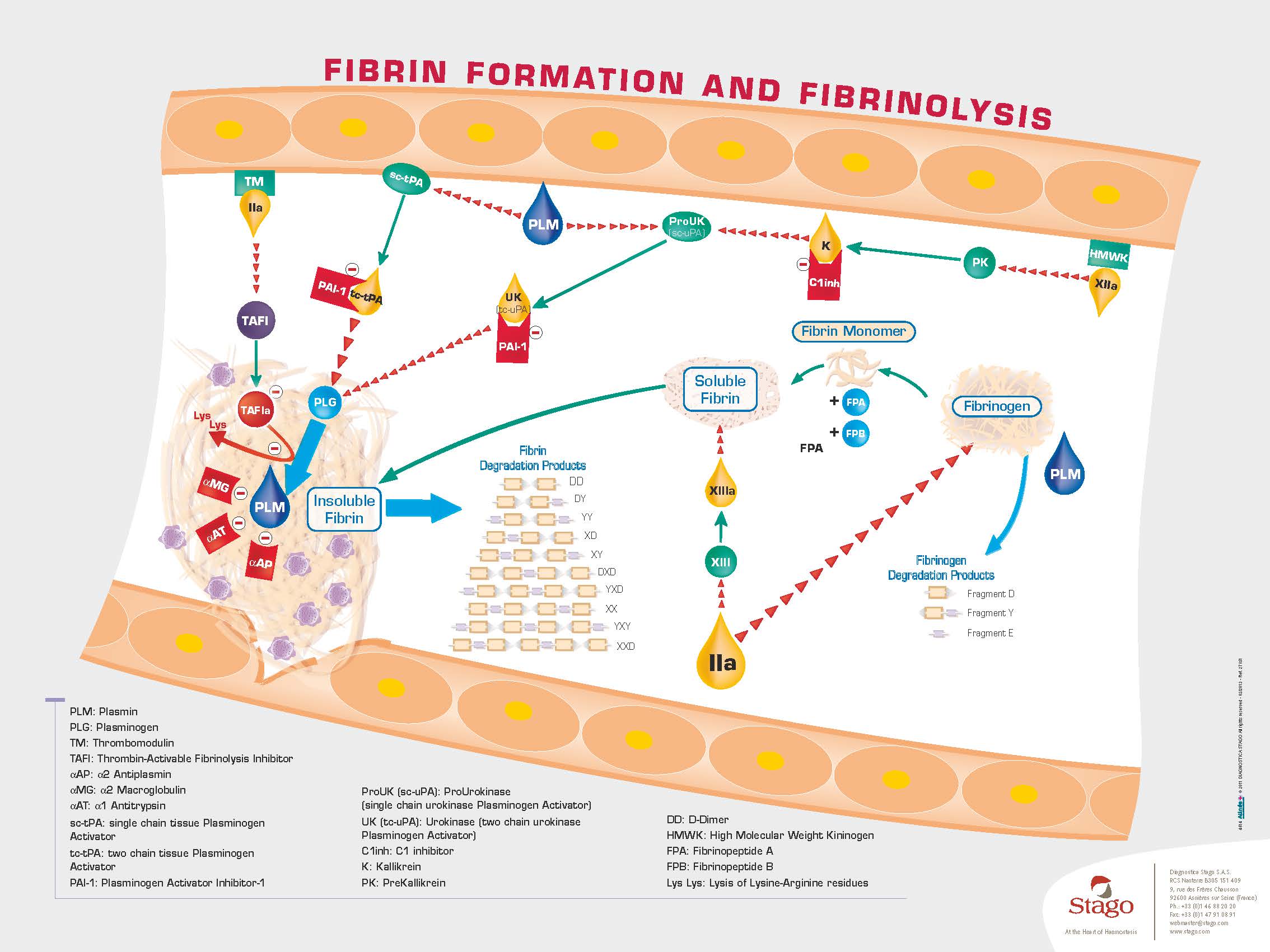 Schéma explicatif de la formation de fibrine et de fibrinolyse