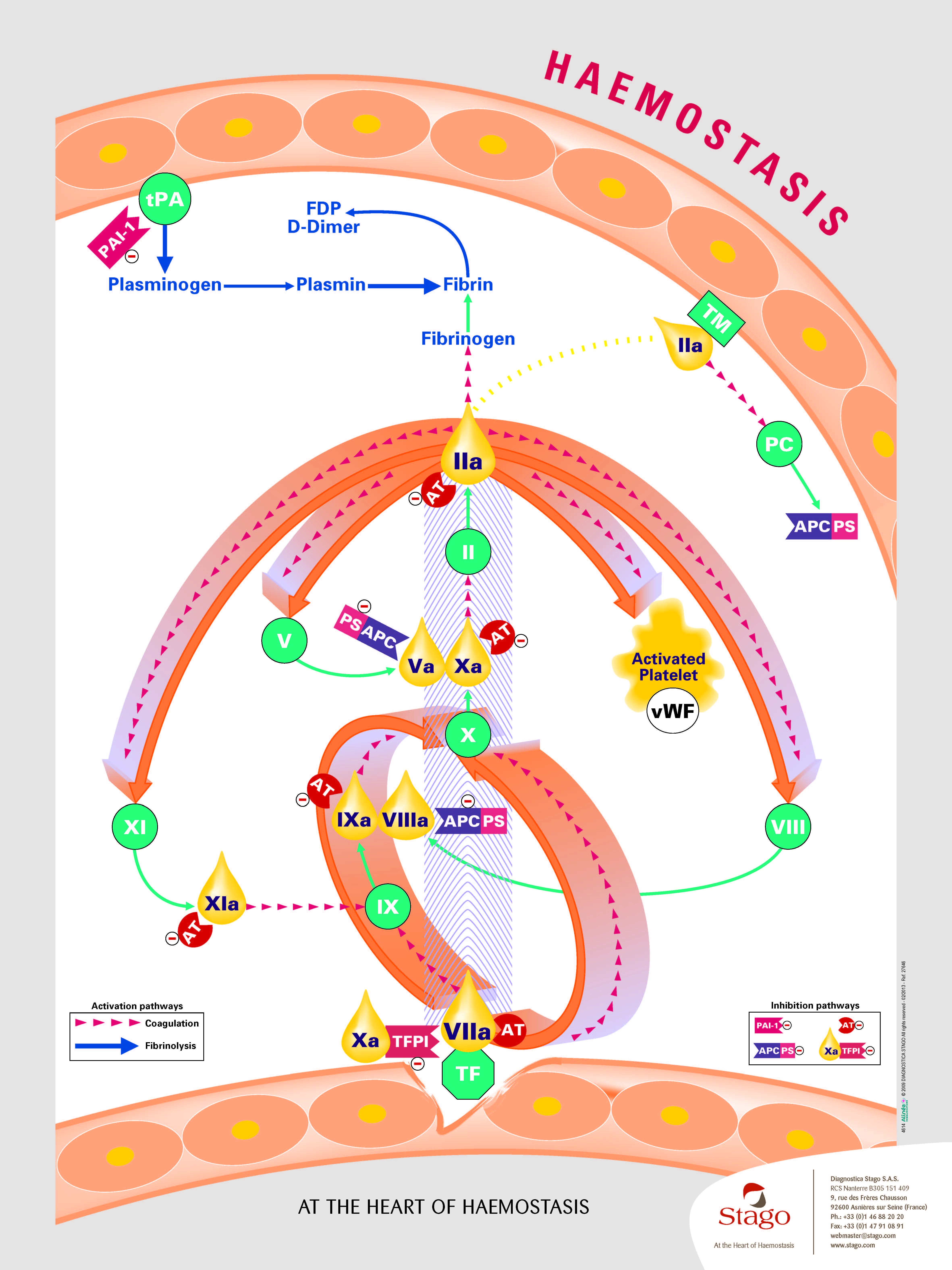 Schéma explicatif de l'hémostase