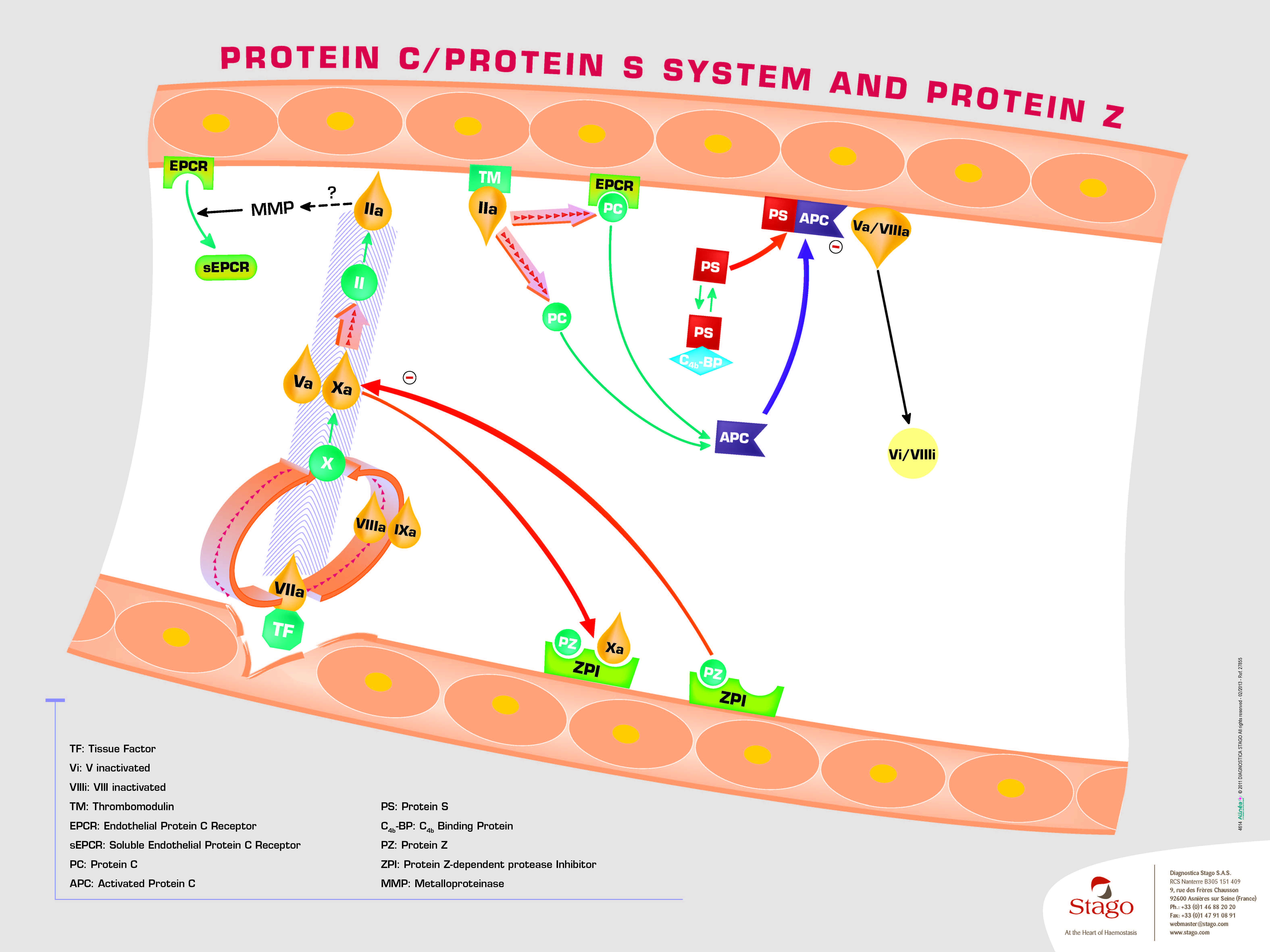 Schéma explicatif des protéine C, S et Z