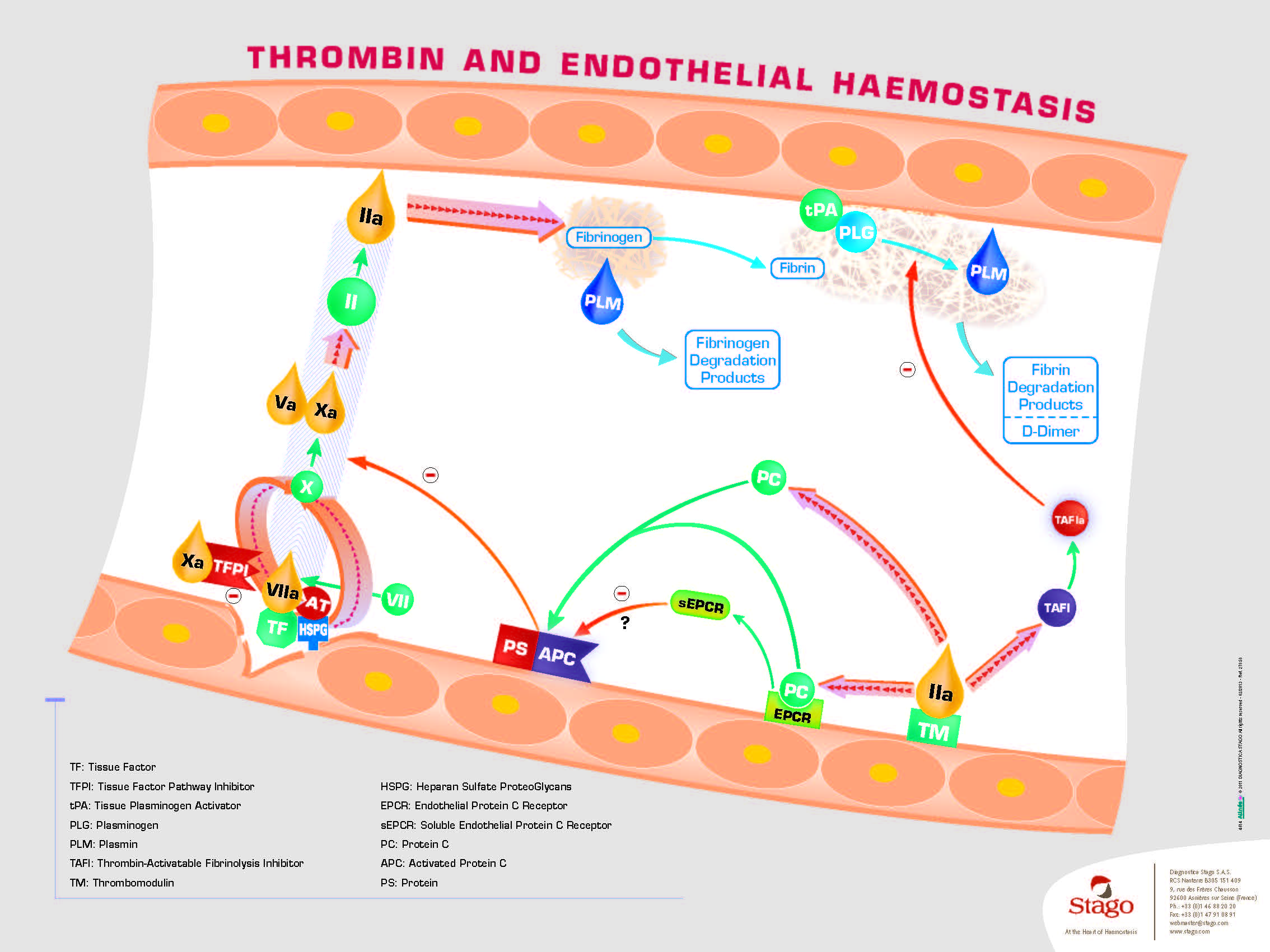 Schéma explicatif de la thrombine et du processus de l'hémostase endothéliale